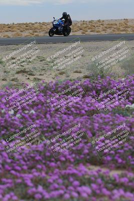 media/Jan-14-2023-SoCal Trackdays (Sat) [[497694156f]]/Turn 14 Exit Bloomig (145pm)/